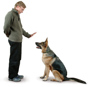 dog-training-12.298144045_std[3]